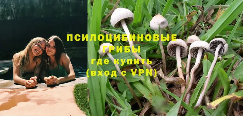 сколько стоит  Абаза  Псилоцибиновые грибы Cubensis 